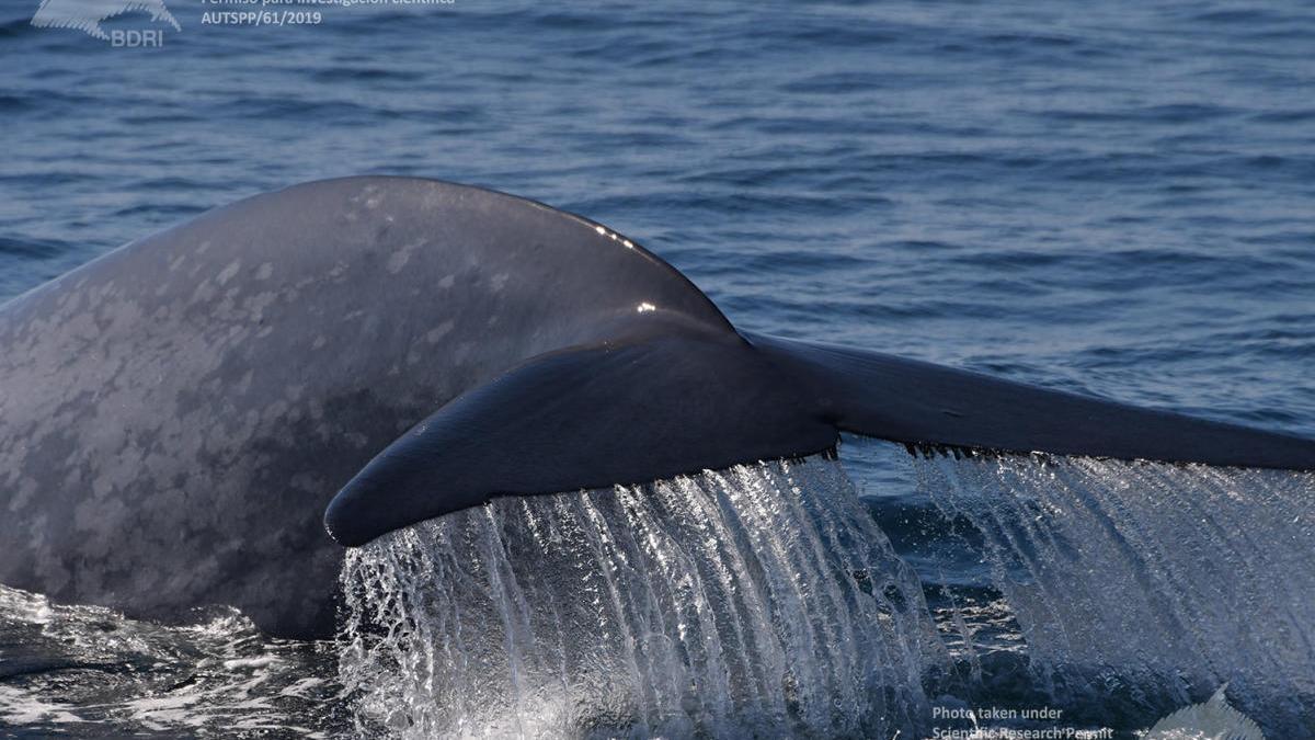 Una de las ballenas estudiadas y grabadas.