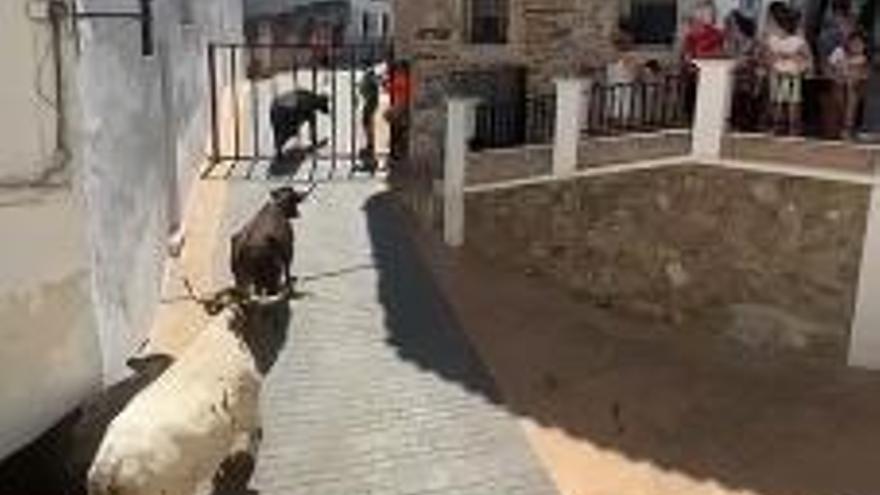 Una vaca se escapa durante las fiestas de un pueblo de Castellón