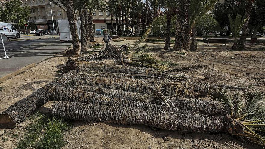 Talan siete palmeras de más de 12 metros y 50 años en el Huerto de la Cuerna