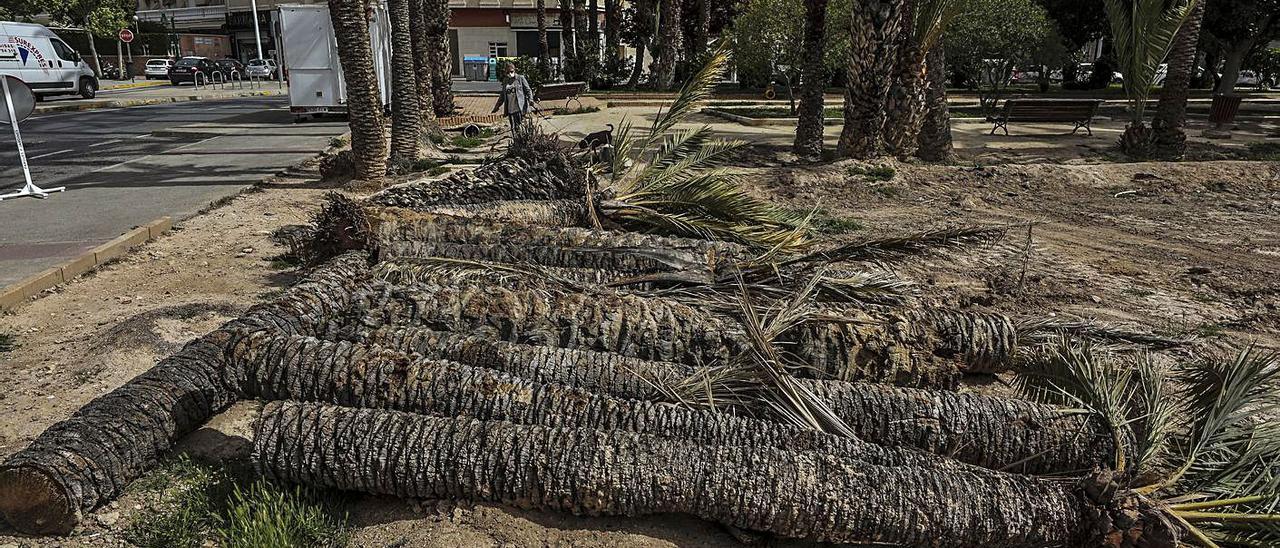 Las palmeras taladas del Huerto de la Cuerna y acumuladas ayer en el suelo; a la derecha, los ejemplares en pie, antes de que los cortaran. | ANTONIO AMORÓS