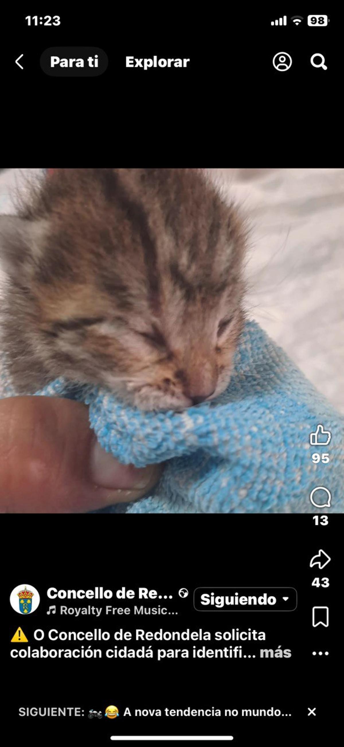 Uno de los gatitos aparecidos en el contenedor de basura junto al Convento de Vilavella.