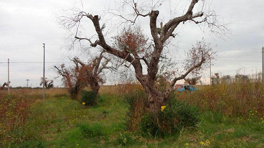 Arboles fastidiados por la bacteria&quot;Xylella fastidosa&quot;