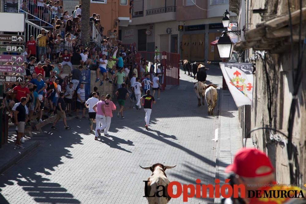 Suelta de toros en Moratalla