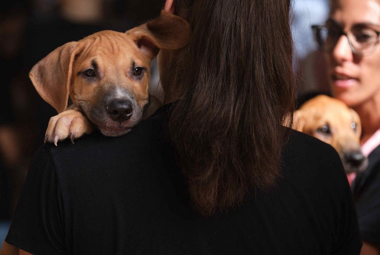 Día de los Animales en Santa Cruz