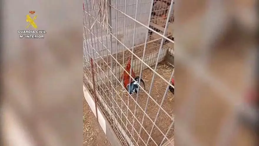 Maltrato animal en Canarias: cortaban las crestas de los gallos para pelea
