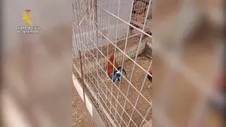 Maltrato animal en Tenerife: cortaban las crestas de los gallos para pelea