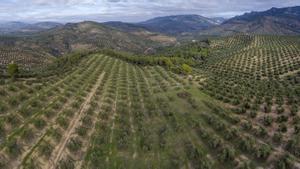 Los olivares de Jaén, amenazados por nuevas macroplantas solares
