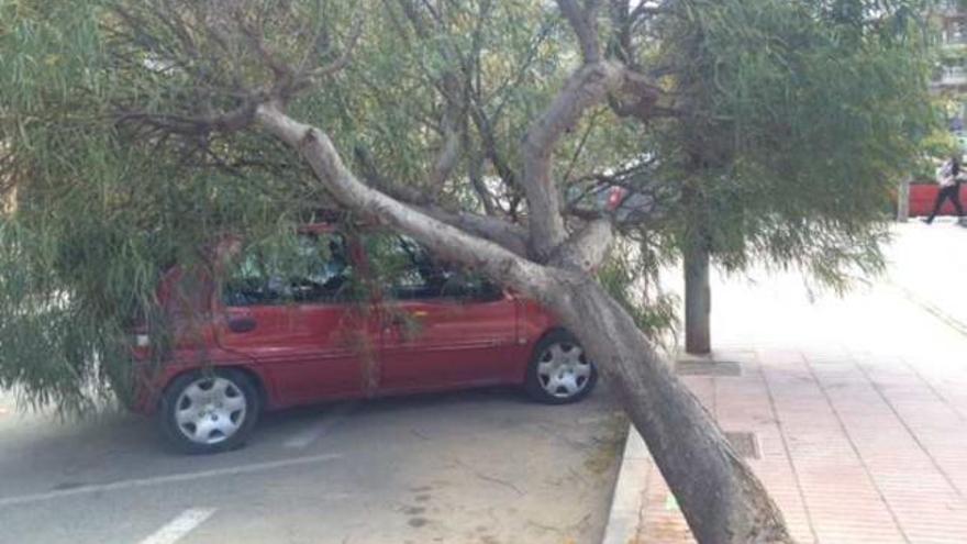 Un árbol se desploma sobre un coche en San Vicente