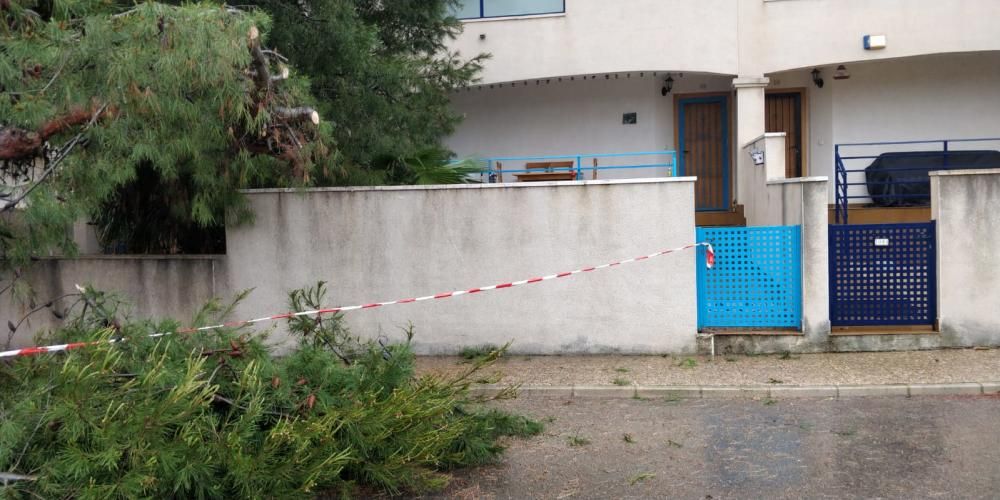 Caída de árboles debido al temporal de lluvia y viento en Torrevieja.