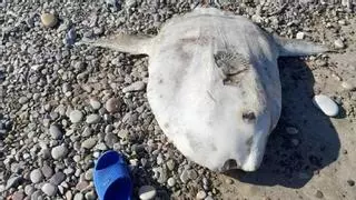 Encuentran el cadáver de un gigantesco pez luna en una playa de Castellón