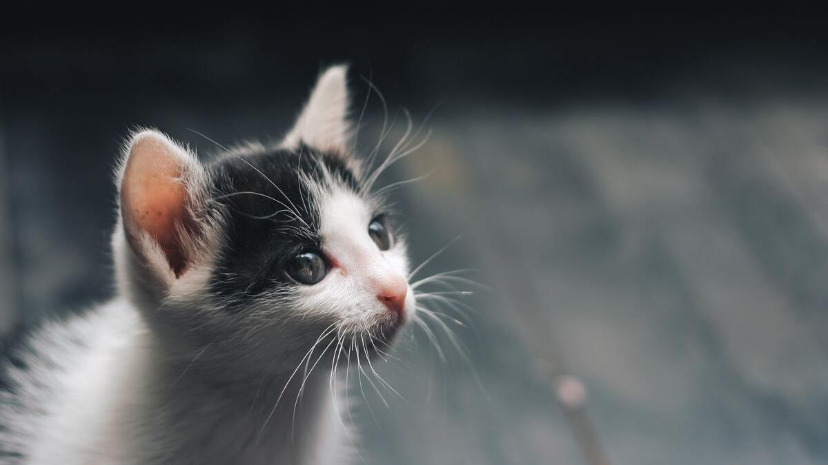 Cómo espantar a un gato