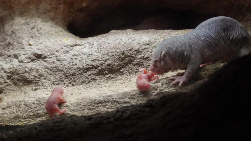 Nueva camada en Bioparc Valencia de la rata topo, un mamífero “extraterrestre”