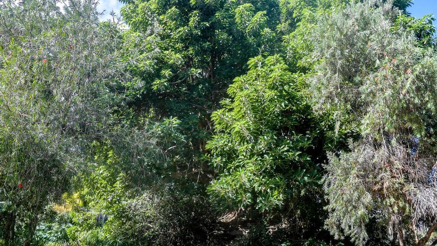 Del drago del Hotel Santa Catalina al ficus de San Nicolás: testigos vivos del tiempo