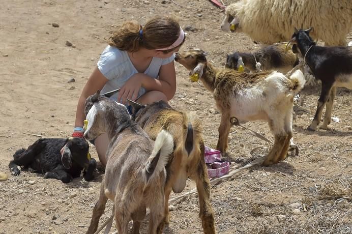 Muestra de ganado por las fiestas de San Juan