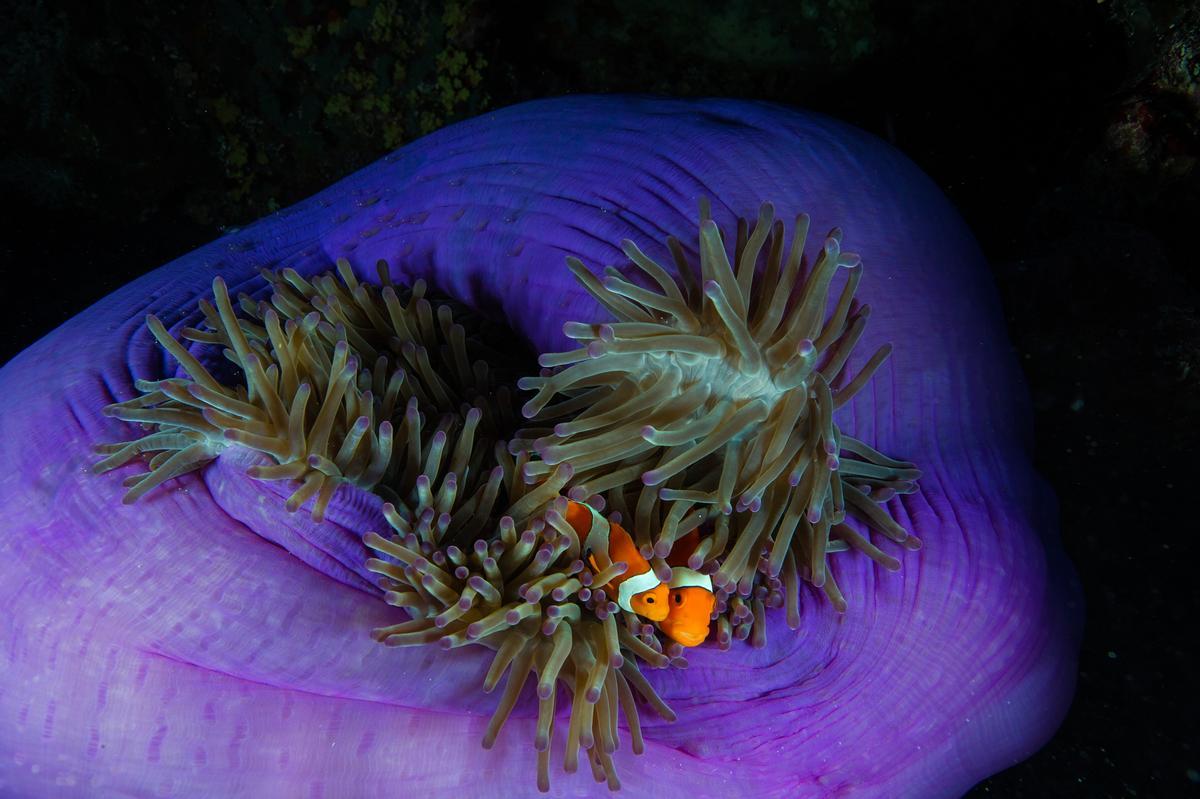 Dos peces payasos se refugian en la anémona que les hace de huésped en Tubbataha. Tubbataha, Filipinas.