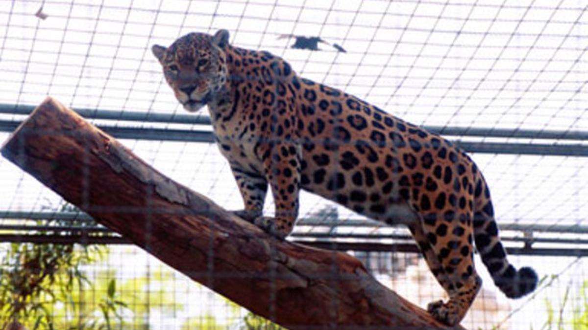 Un jaguar en cautividad