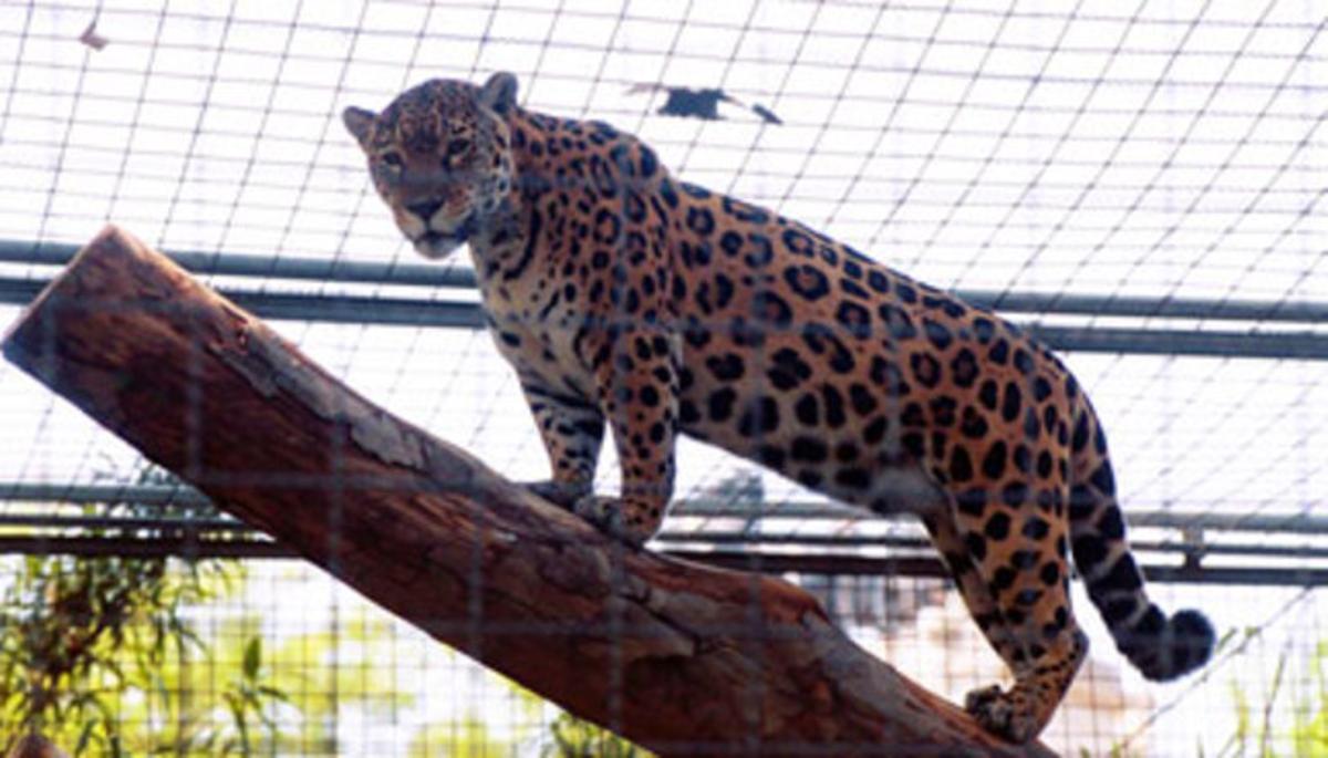 Un jaguar en captivitat. Un jaguar en captivitat.