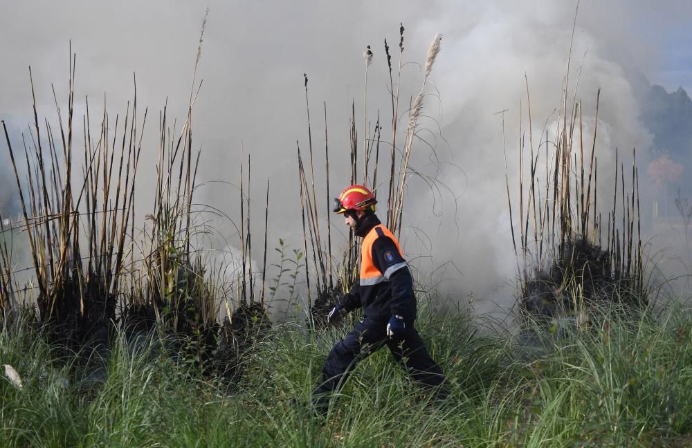 El Concello prueba cómo eliminar con fuego esta especie invasora.