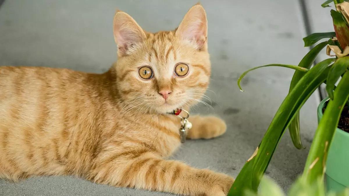 Un gato muestra su habilidad para pescar