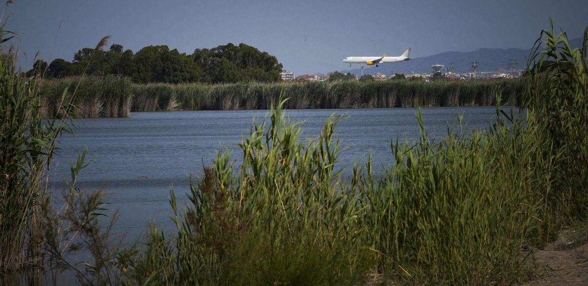 La Generalitat vol començar el 2026 a comprar terrenys per als aiguamolls