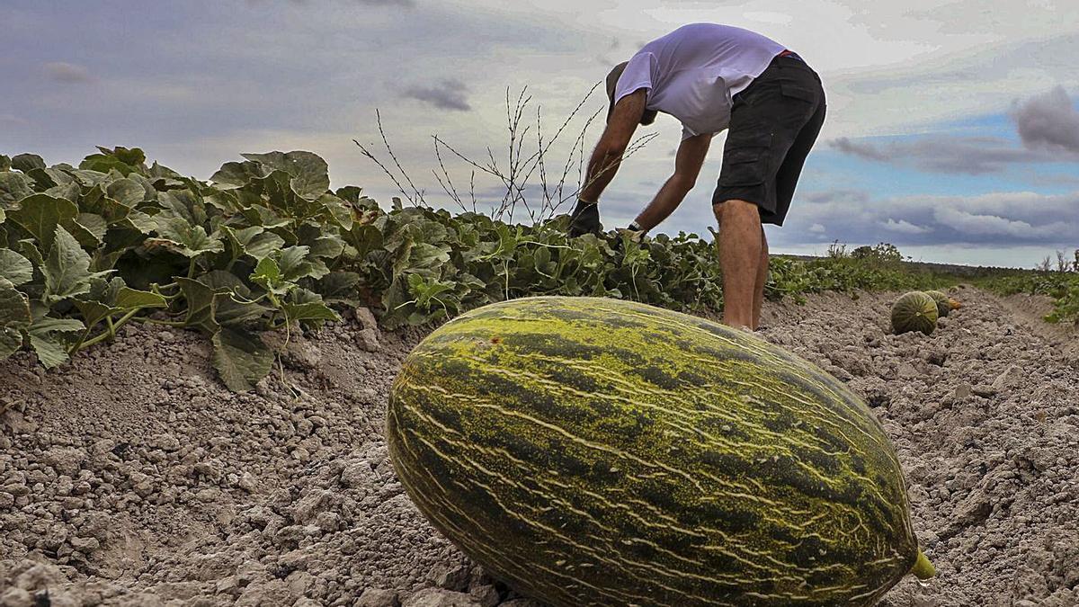 La producción este verano bajará un 25% a consecuencia de las lluvias de primavera. | ANTONIO AMORÓS