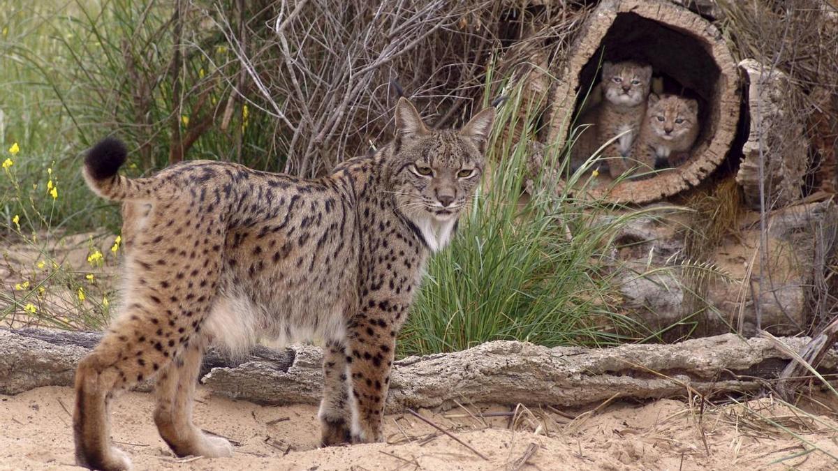 Ejemplar de lince ibérico con sus crías