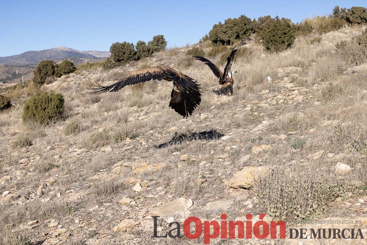 Suelta de dos buitres leonados en la Sierra de Mojantes en Caravaca