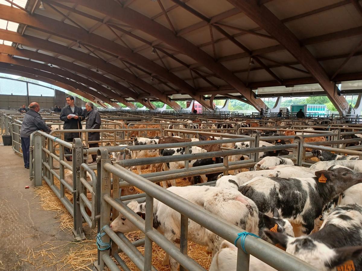 El mercado de ganado de los jueves en Siero: así operan los tratantes en la cita del recinto poleso