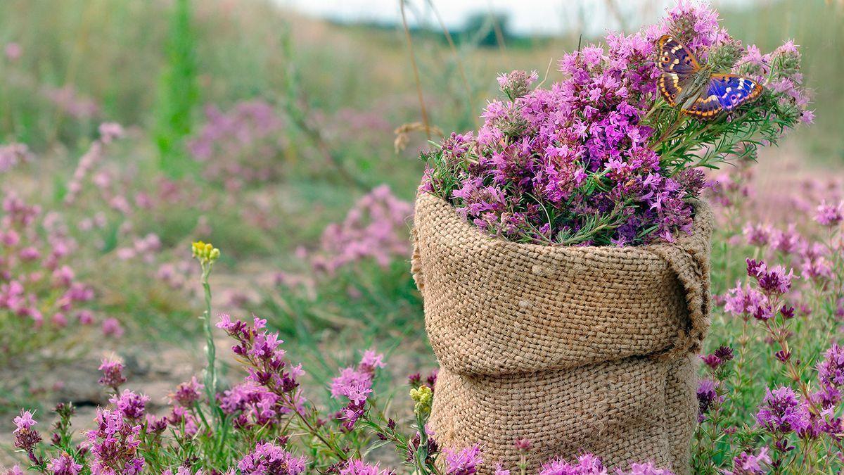 PLANTA PERENNE | La planta perenne que perfuma nuestro hogar y ahuyenta a  los insectos