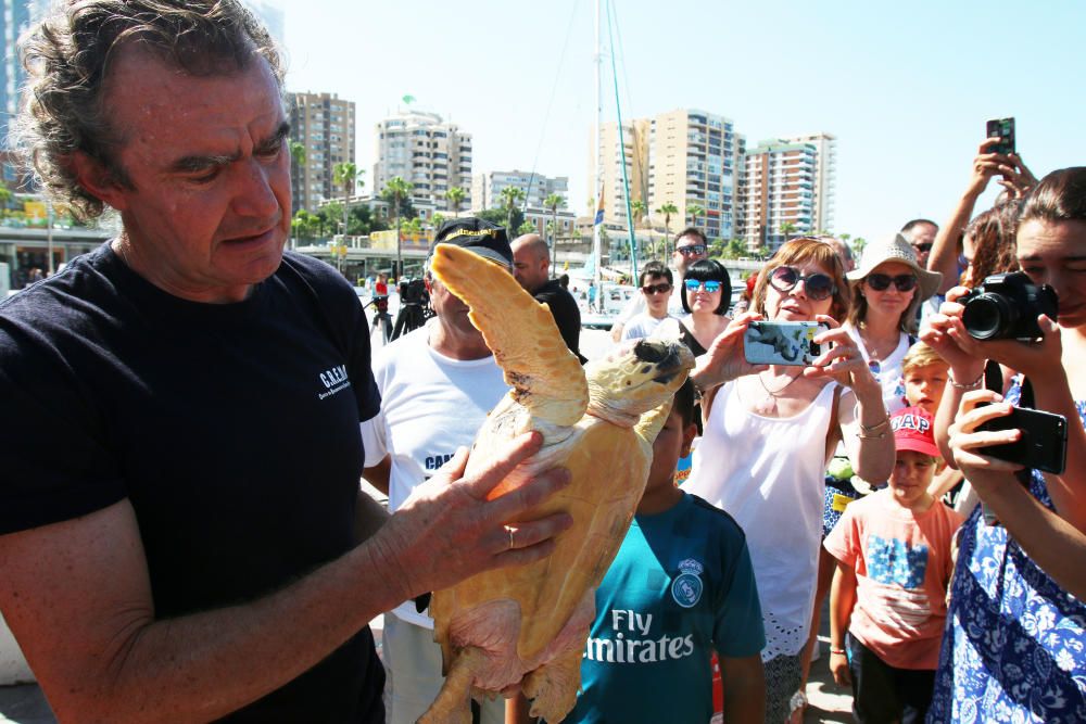 El animal ha permanecido un año en las instalaciones del Aula del Mar de Málaga recuperándose de sus heridas, hasta su completo restablecimiento