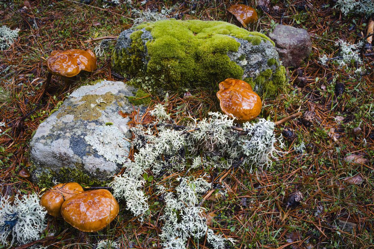 Setas silvestres y rocas cubiertas de musgo en el suelo del bosque en las montañas de Urbión