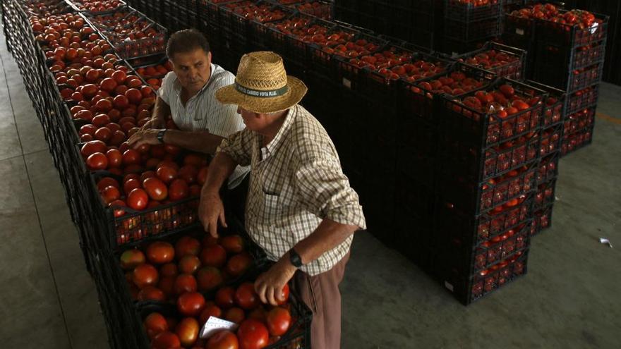 Dos hombres en unas instalaciones de selección de tomates.