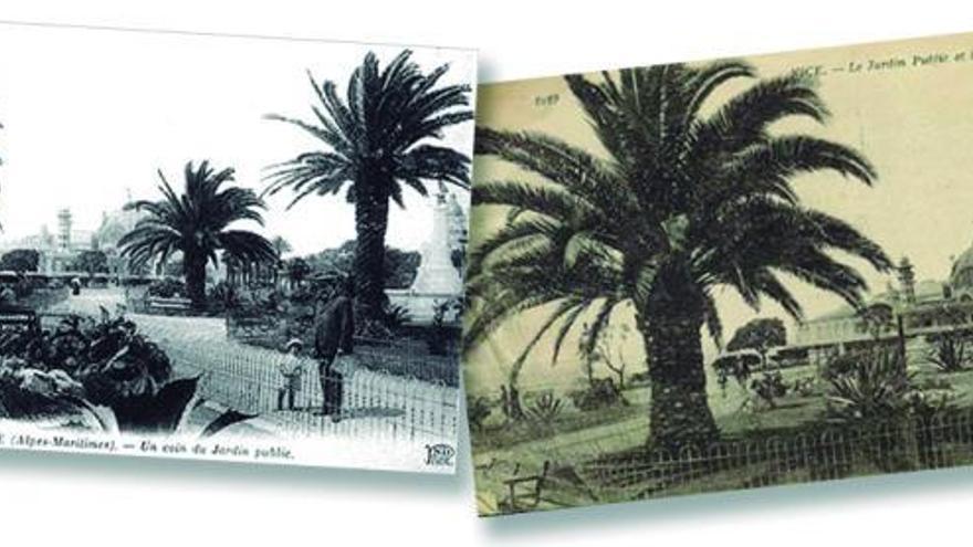 Niza en antiguas postales de principios del siglo XX con la ‘Phoenix canariensis’ en sus parques. ED