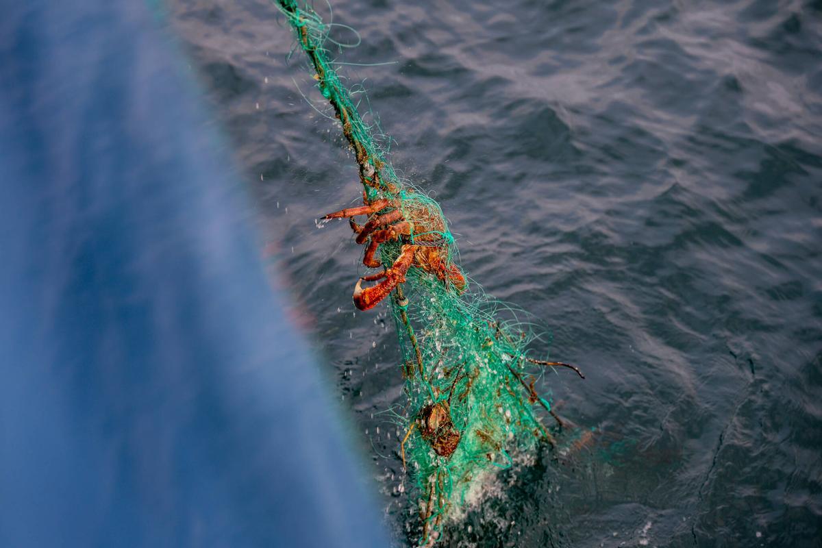 Recuperación de centollo pescado ilegalmente, utilizando miños no señalizados o identificados.