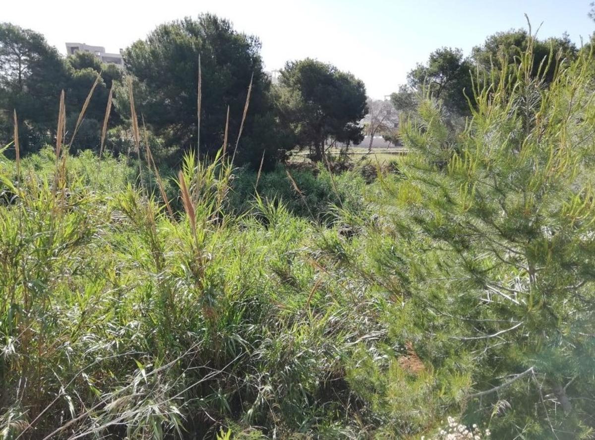 Estado del cauce del río Nacimiento en la zona del plan urbanístico