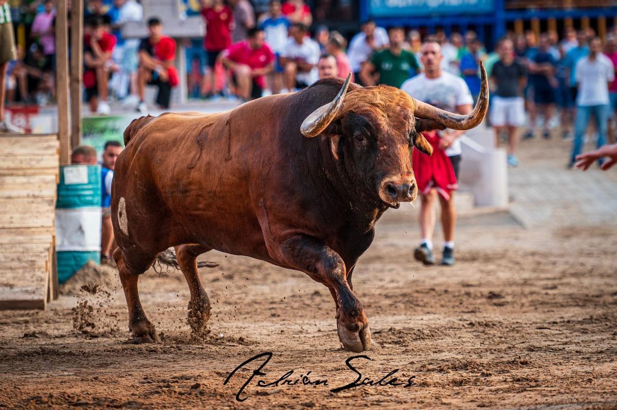 El toro mejor presentado ha sido 'Maño', un astado del encierro de Samuel e Isabel Flores.