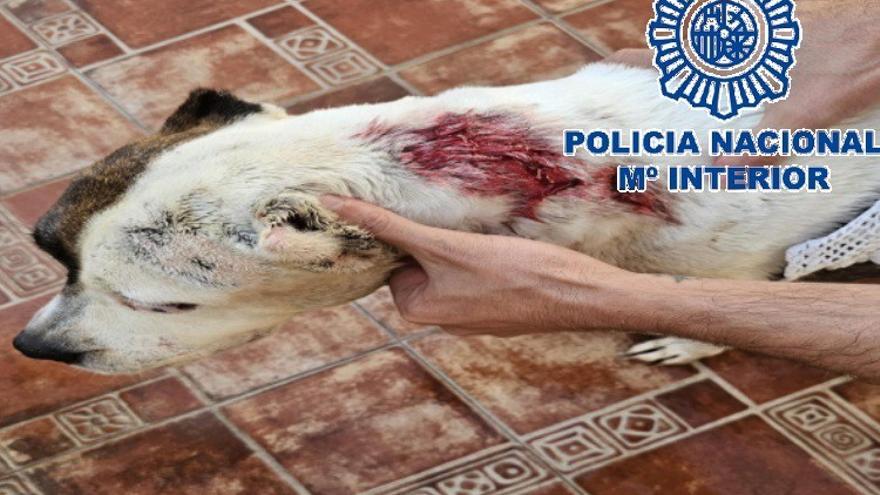 Se cuela en la casa y apuñala al perro por unas rencillas vecinales