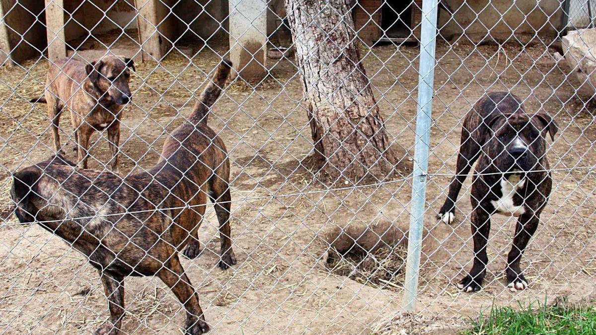Girona multa deu propietaris de gossos amb uns 30.000 euros