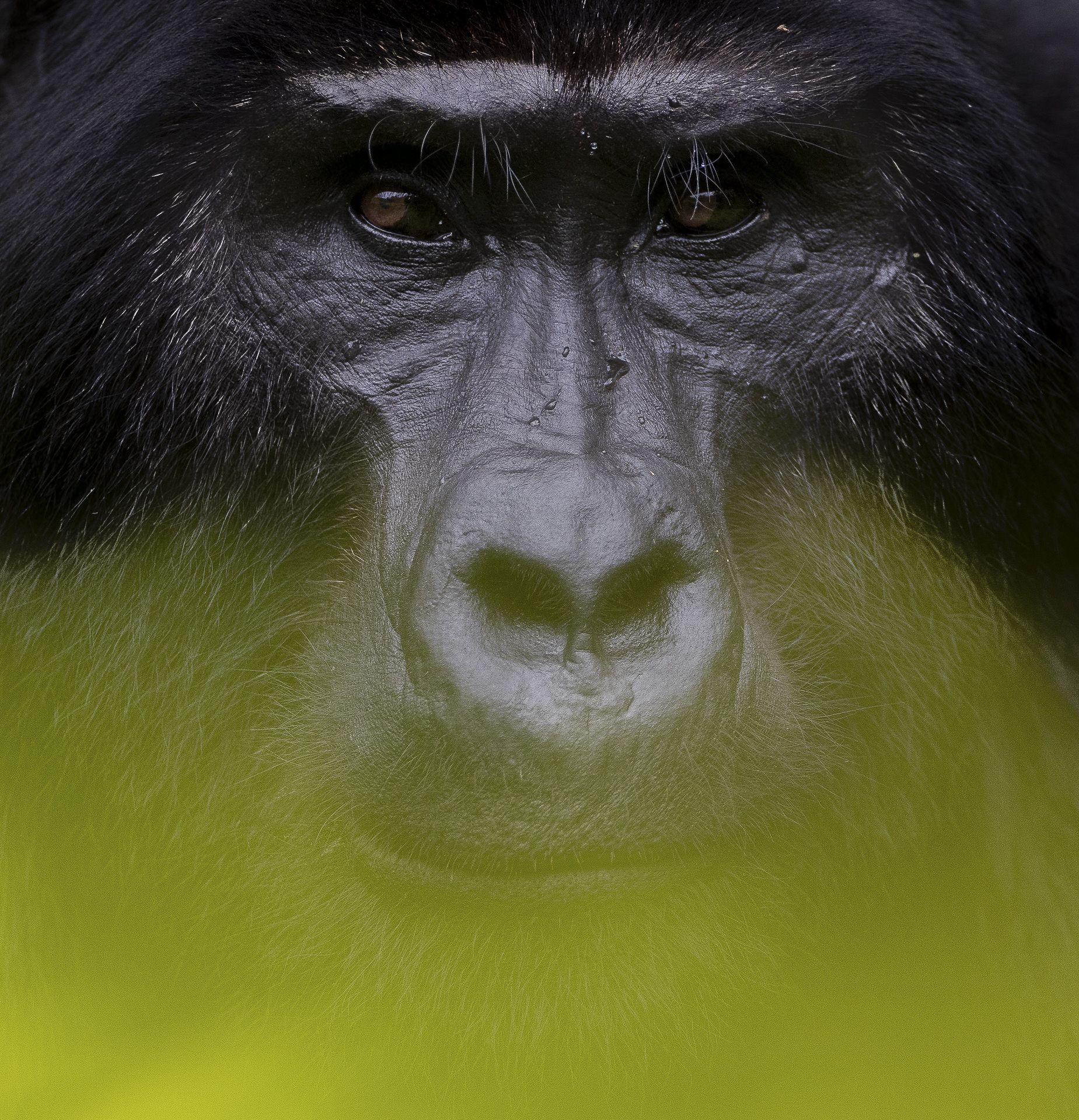 MOUNTAIN GORILLA PORTRAIT - Terje Kolaas (Noruega) - Mención de Honor: Mundo Animal