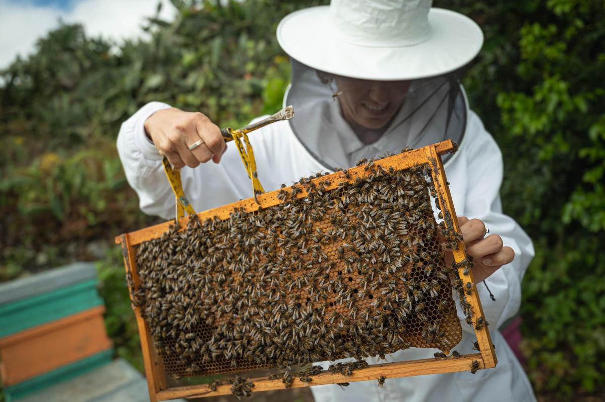 Natalia Díaz enseña su finca ecológica Ecoalpispa por el Día Mundial de las Abejas