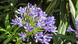 Agapanto: la planta con flores lilas que aguanta en la terraza el calor del verano
