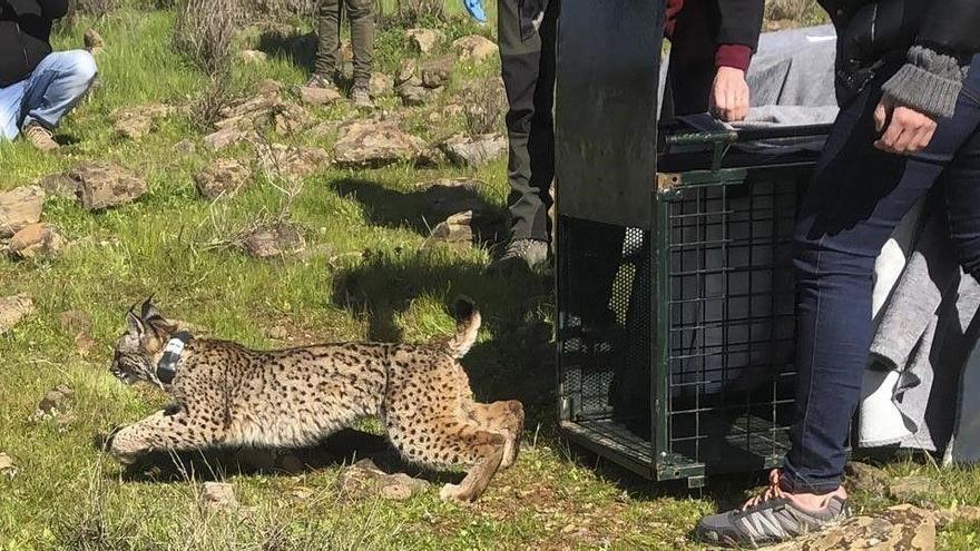 Liberados en Badajoz los tres primeros linces nacidos en cautividad