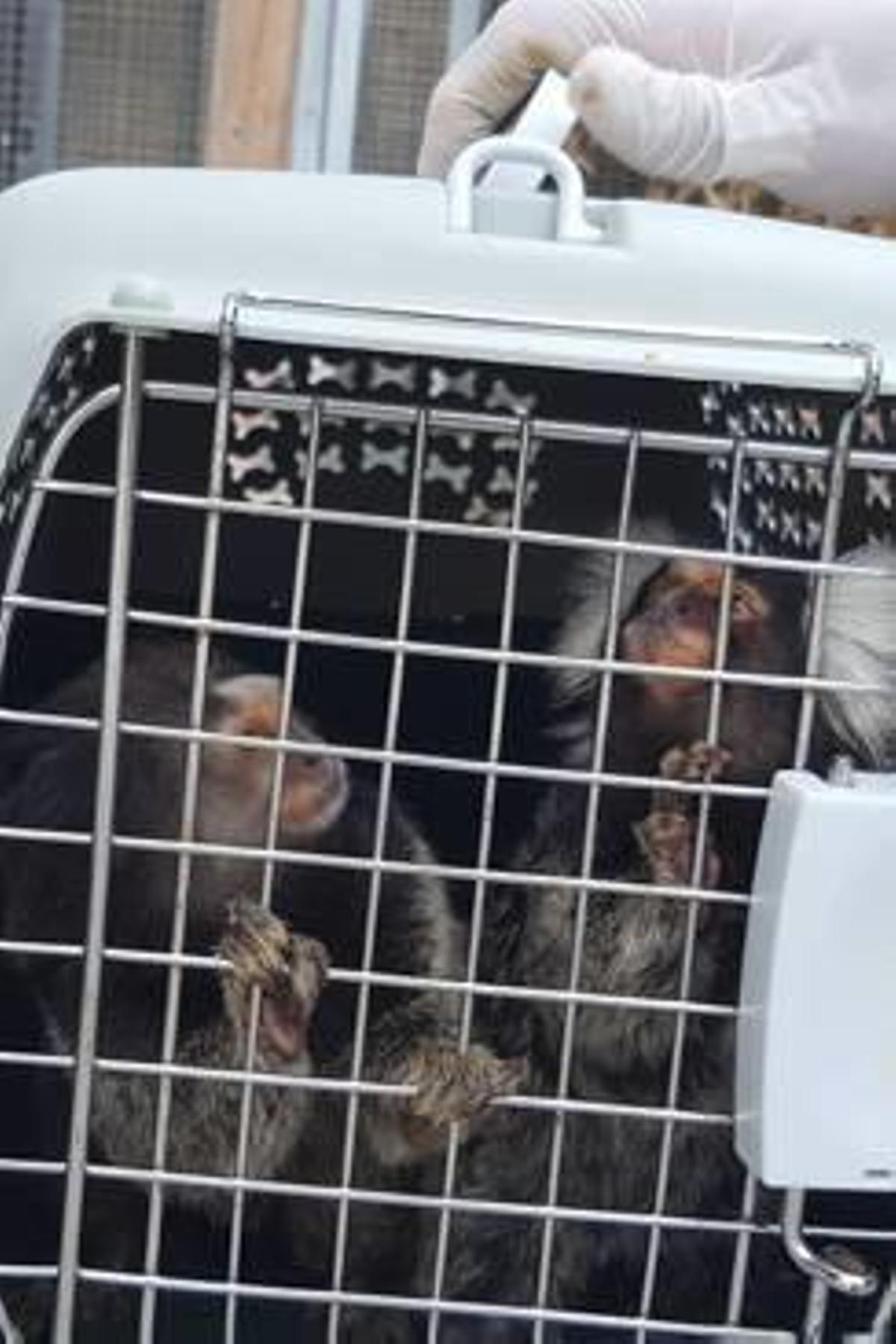 Los animalistas pidieron registros a la red que vendía monos con riesgo de VIH