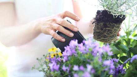 Estas son las plantas más resistentes para dar vida a tu balcón o terraza -  La Opinión de Murcia