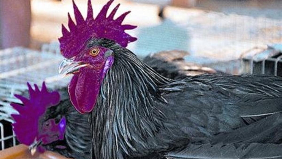 Dos magníficos ejemplares de gallos negros del Penedès.