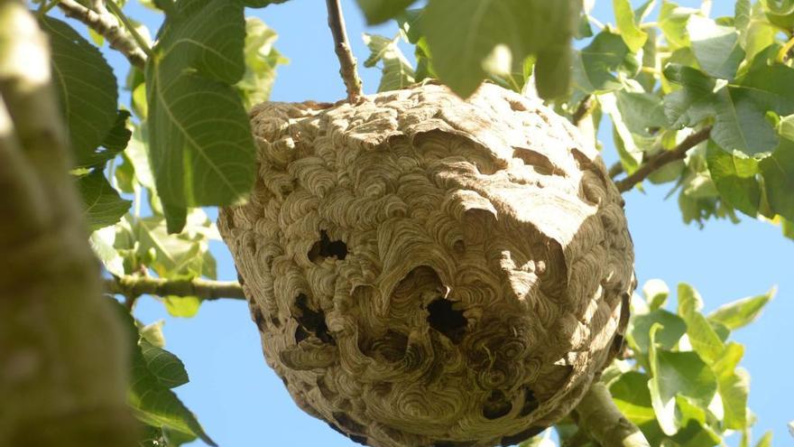 Nido de avispa asiatica velutina en Vilanova de Arousa. // Noe Parga