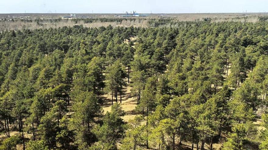 Demostrado: el matorral y los arbustos reducen las emisiones de CO2 y controlan el avance de las tierras desérticas