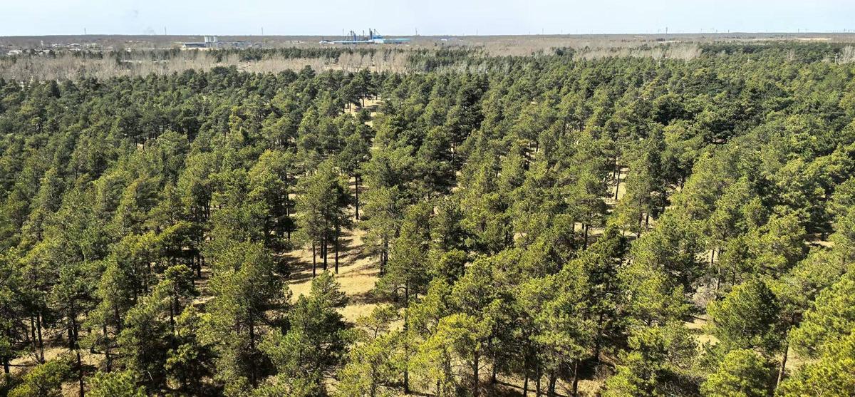Borde del Taklamakán con arbustos tal como se ve en la actualidad.