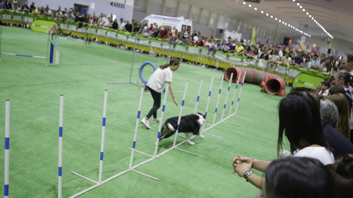 Más de 1700 perros están inscritos a los distintos certámenes que acoge