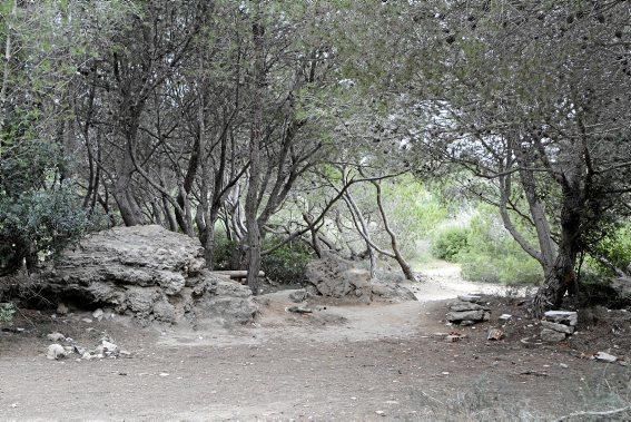 In Es Carnatge, dem letzten unverbauten Küstenabschnitt Palmas, aasten einst die Geier. Nun soll hier ein Park entstehen.